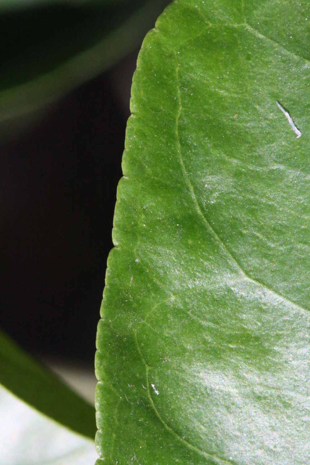 Margin (Riverside, CA)       